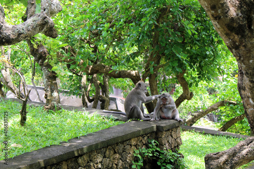 Monkeys helping each other to clean themselves, January 2022.