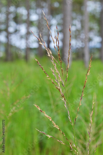 Close up photo of dried reed branch in the green field background