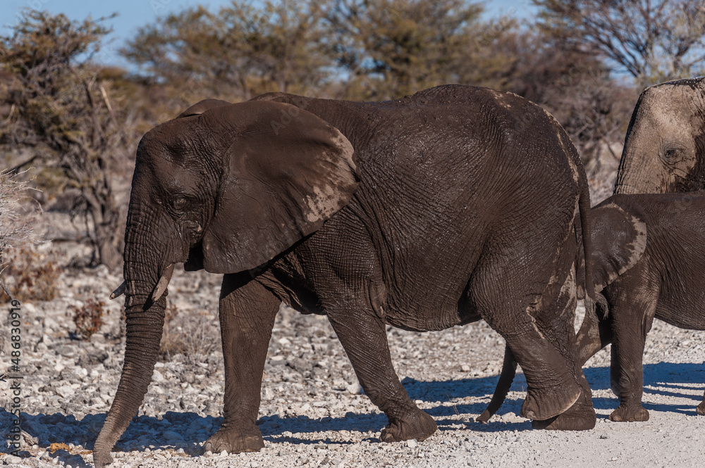 Fototapeta premium A herd of African Elephants passing along an unpaved country road in Namibia