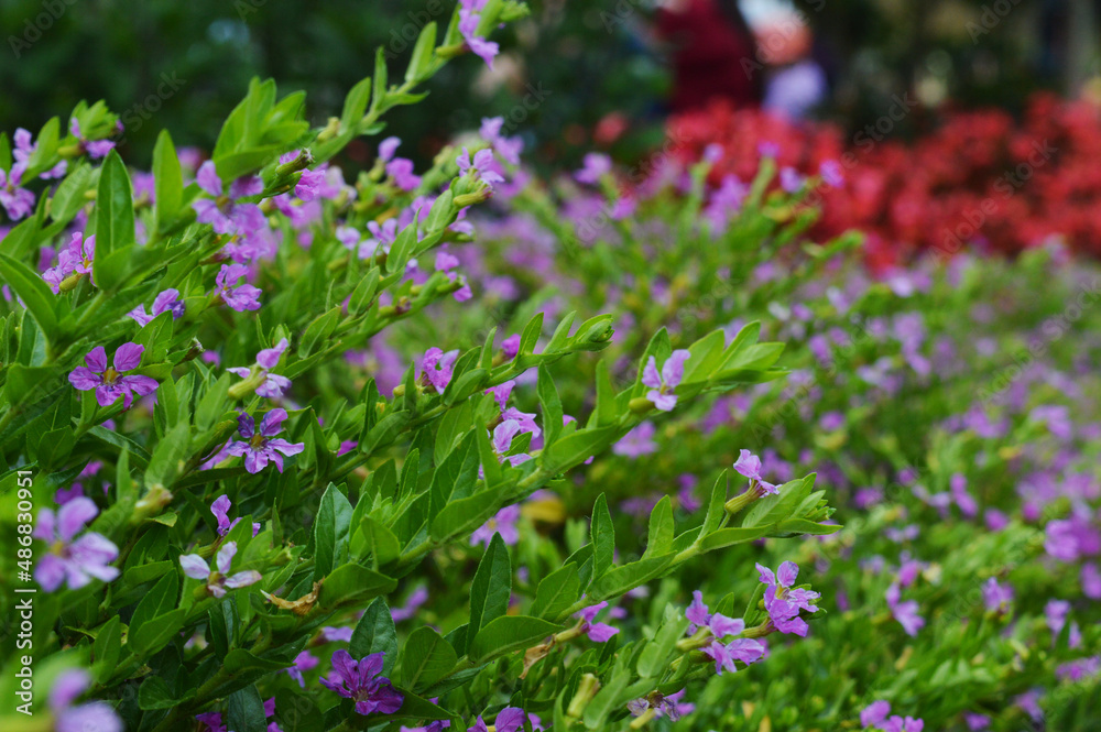 Purple Cuphea hyssopifolia flower background