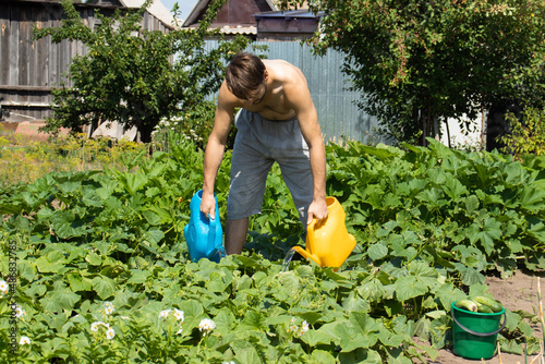 A man works in the garden: watering beds from watering cans. Gardening, summer work. Growing eco-friendly products. The photo photo