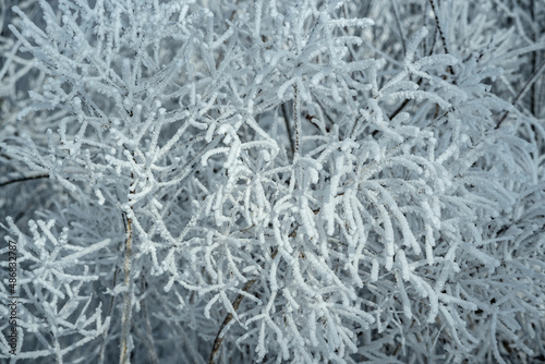 Frozen tree branches covered with white snow. Beautiful winter wonders of nature. Winter background