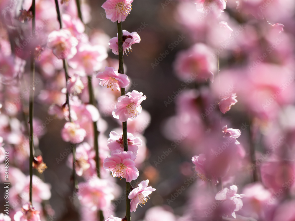 日の光に照らされた美しい枝垂れ梅の花 日の光に照らされた美しい枝垂れ梅の花