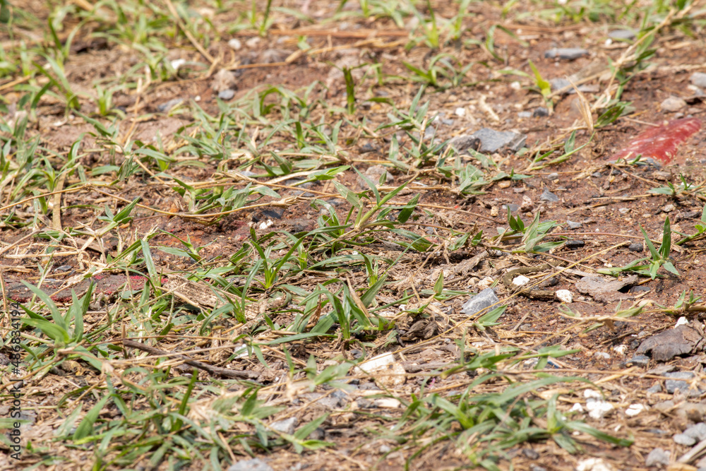 Soil is a naturally occurring material from physical decay. and the chemistry of rocks and minerals combined with organic matter
Soil is a naturally occurring material from physical decay. and the chemistry of rocks and minerals combined with organic matter