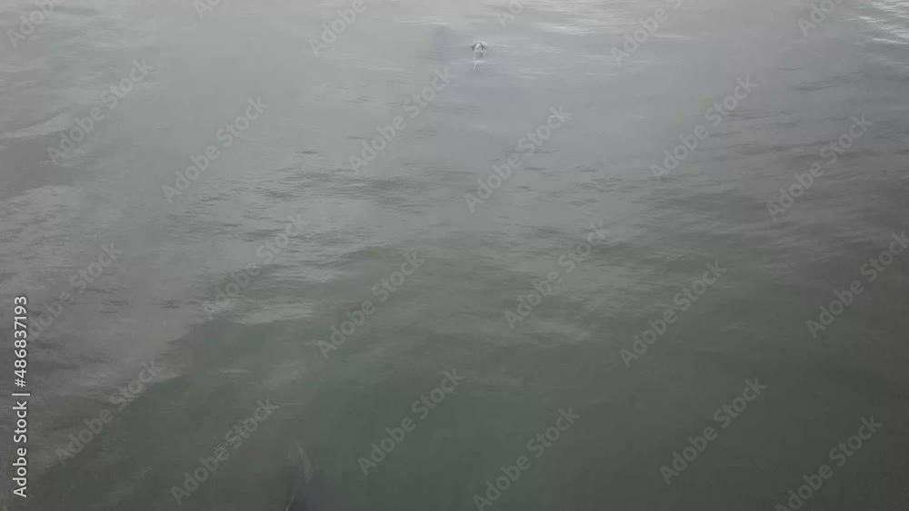 Overhead view of Common dophins in dark water Overhead view of Common dophins in dark water