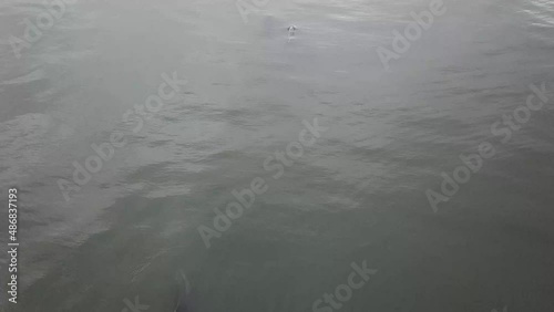 Overhead view of Common dophins in dark water