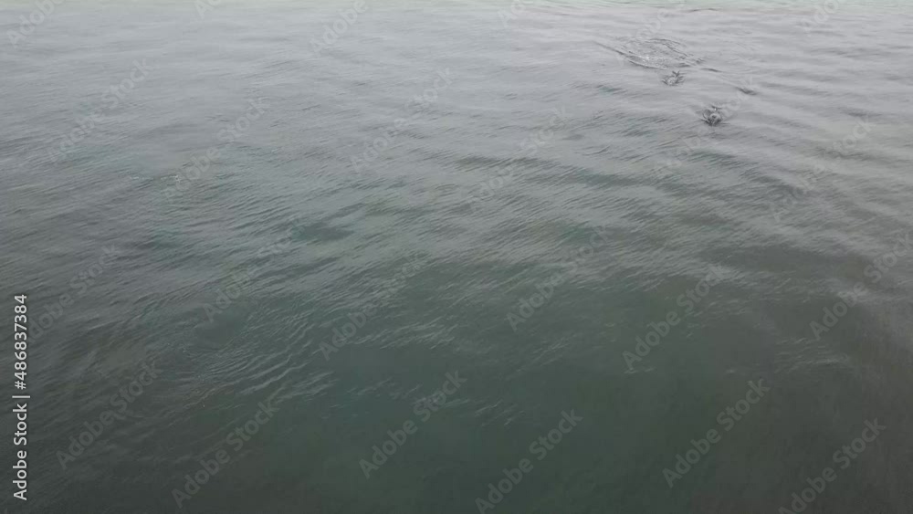 Lovely dophin family hanging out in dark waters Lovely dophin family hanging out in dark waters