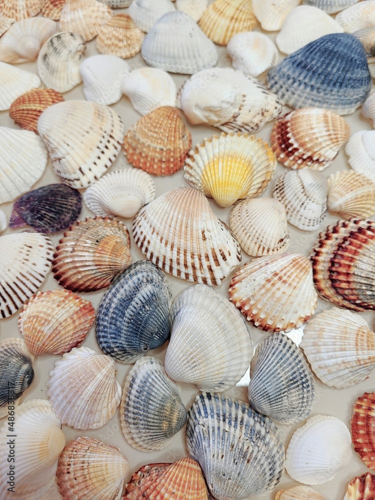 A pattern of seashells. Marine Background. Shell layout. Text background. 