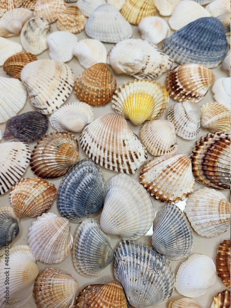 A pattern of seashells. Marine Background. Shell layout. Text background. 