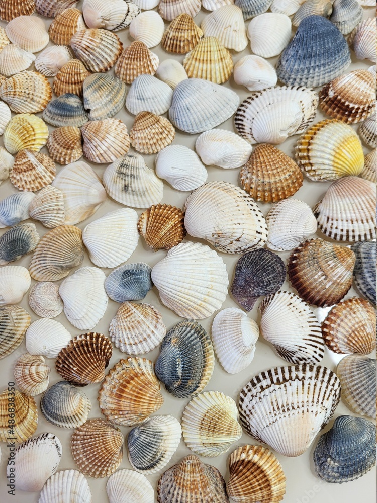 A pattern of seashells. Marine Background. Shell layout. Text background. A pattern of seashells. Marine Background. Shell layout. Text background.