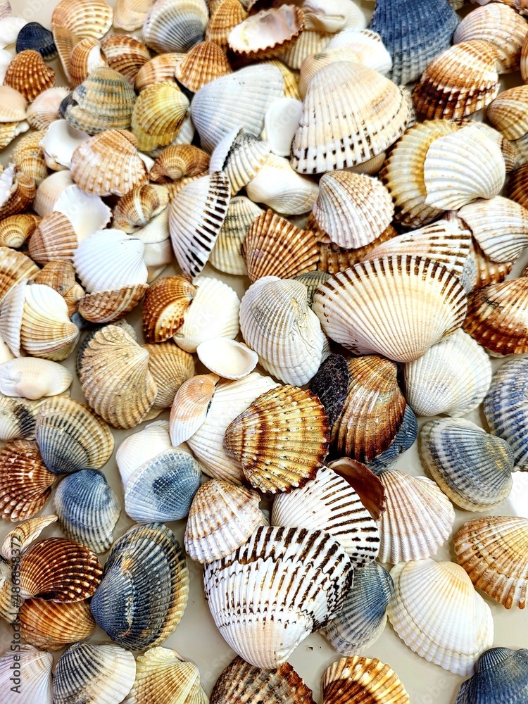 A pattern of seashells. Marine Background. Shell layout. Text background. 