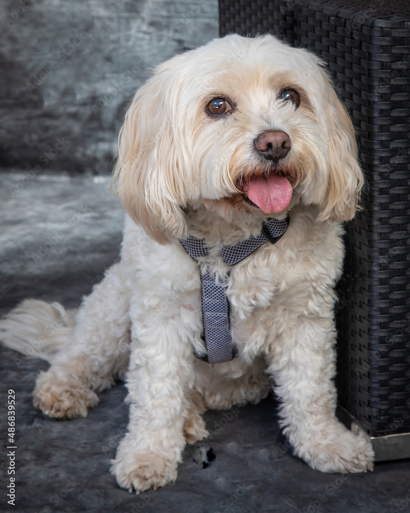 Maltese Terrier sits on floor with grey background Maltese Terrier sits on floor with grey background