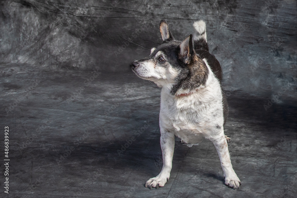 Terrier posing for a portrait shot.