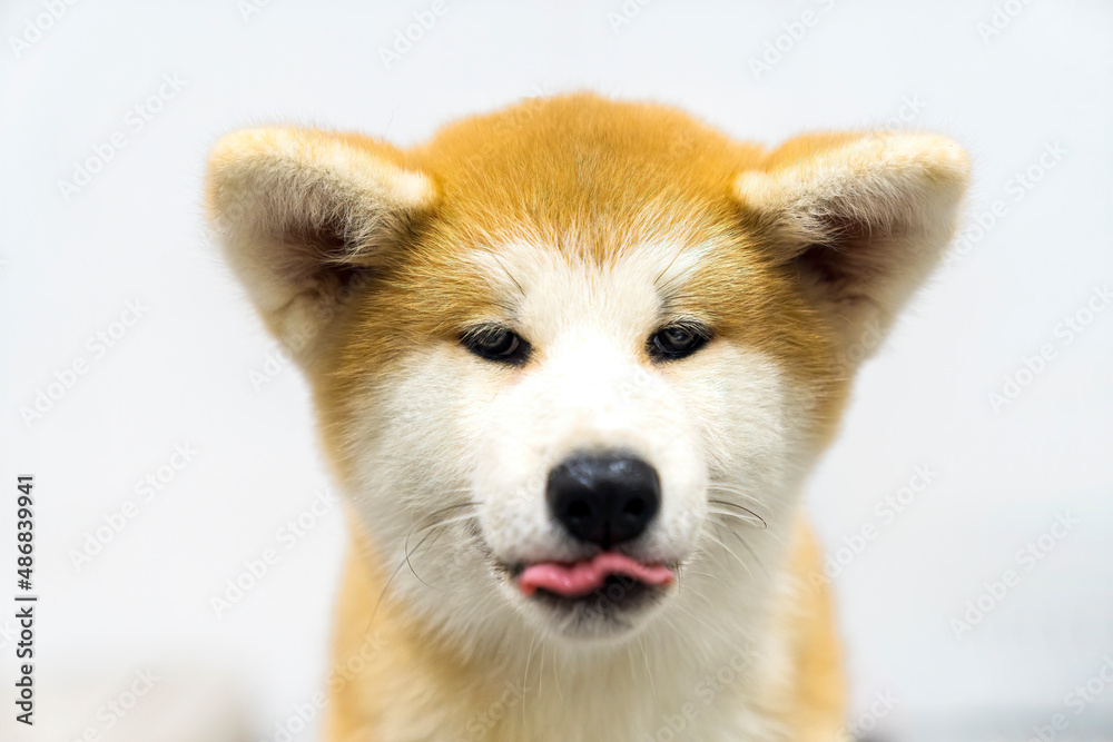 Cute Akita Inu puppy. Akita Inu dog Licking his lips looking at the camera.