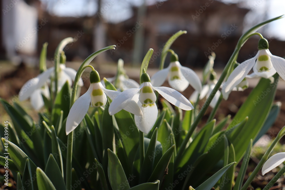 Beautiful blooming white snowdrops in winter Beautiful blooming white snowdrops in winter