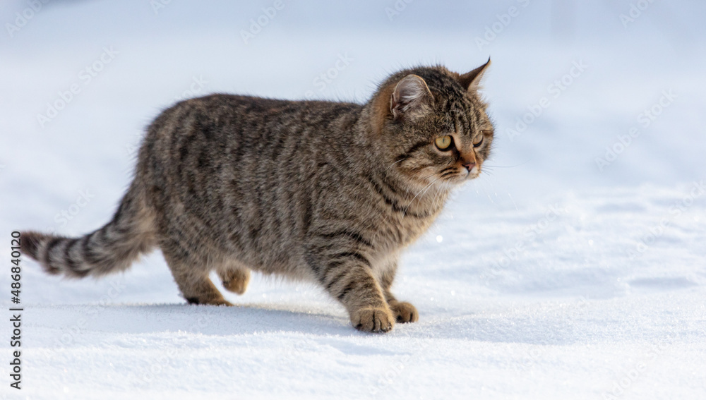 A cat walks in the snow
