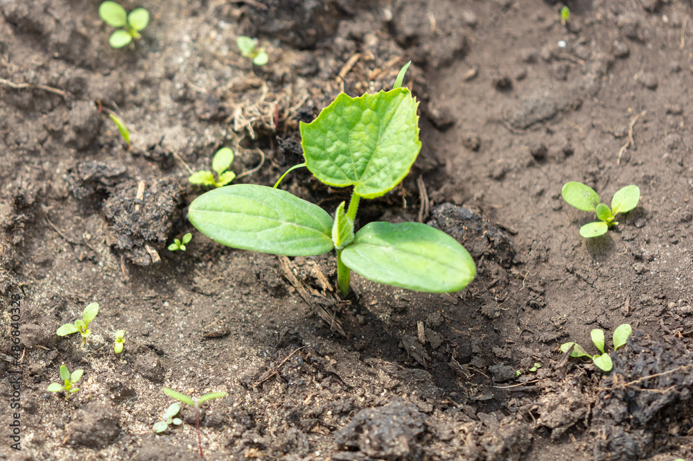Green leaves of cucumber sprout in the ground. Green leaves of cucumber sprout in the ground.