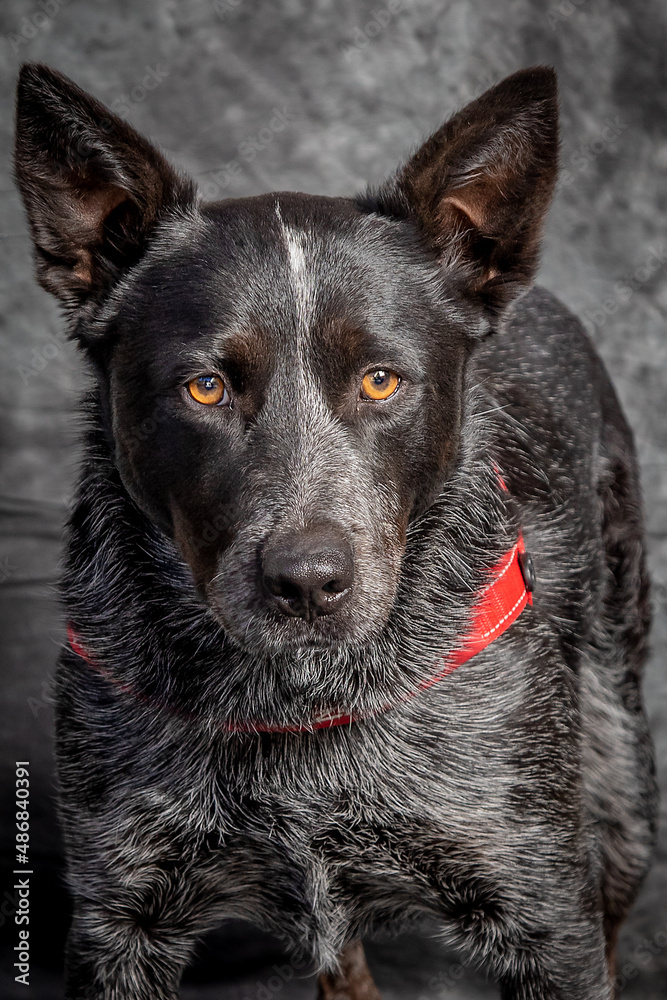German Shorthaired Pointer posing for a portrait shot. German Shorthaired Pointer posing for a portrait shot.