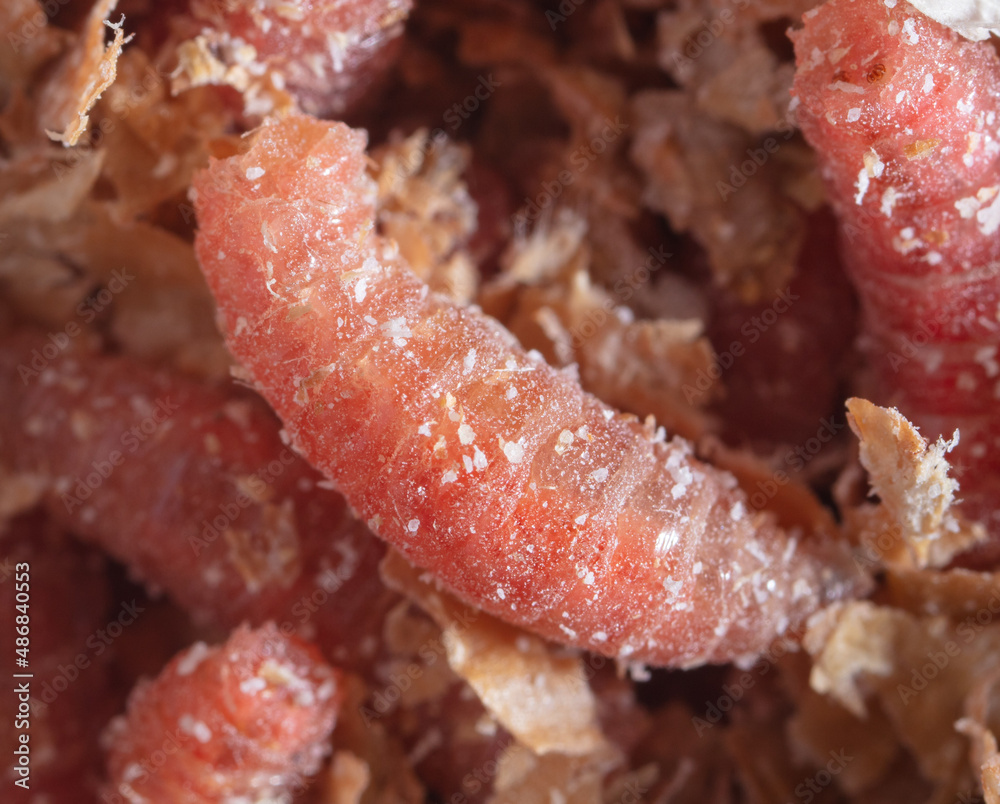 Red maggot worms in sawdust. Red maggot worms in sawdust.