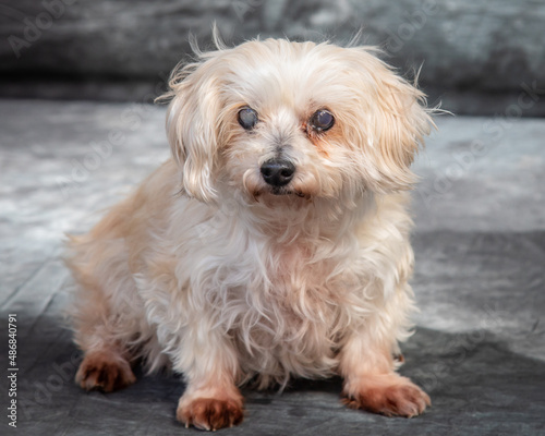 Mattese Terrier posing for a portrait shot.