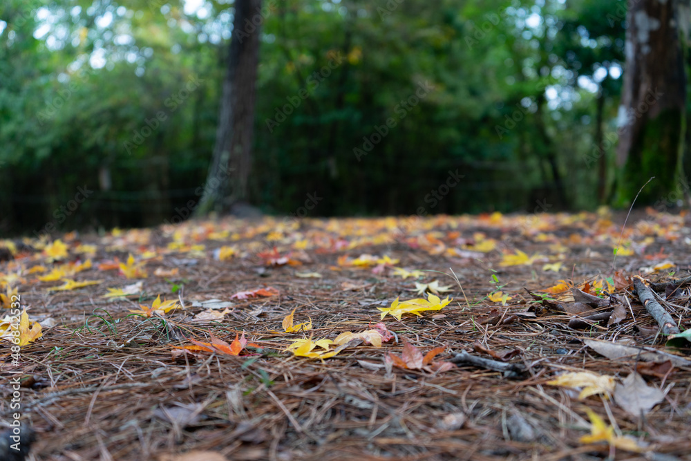 autumn leaves in the forest