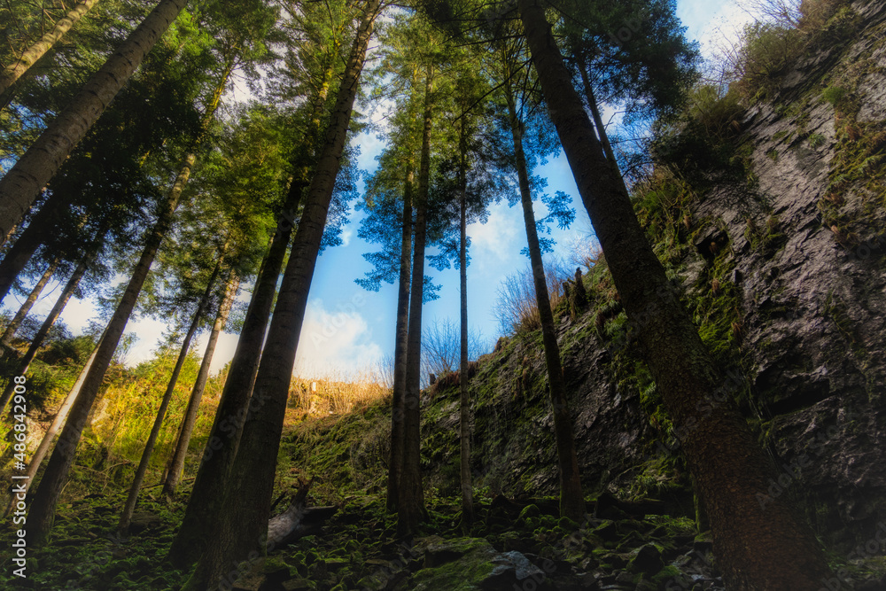 Obraz premium sunset in the forest