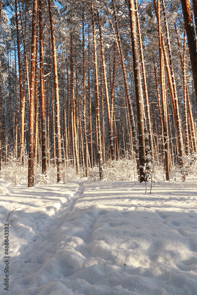 Naklejka premium Winter frosty forest. There is a lot of snow and trees in the snow.