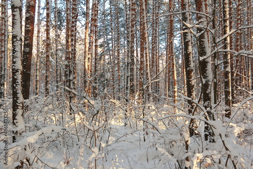 Winter frosty forest. There is a lot of snow and trees in the snow.