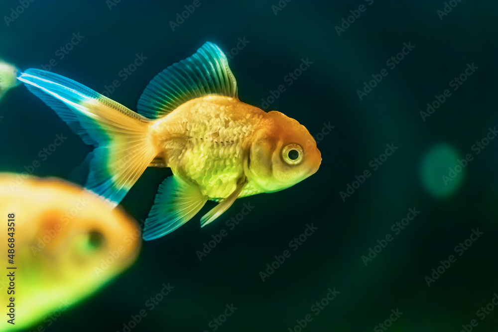 Goldfish in aquarium with green plants, and stones. Selective focus. Goldfish in aquarium with green plants, and stones. Selective focus.