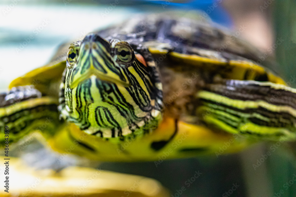 The red-eared turtle swims in the water. Close-up. Lovely pet. Selective focus. The red-eared turtle swims in the water. Close-up. Lovely pet. Selective focus.