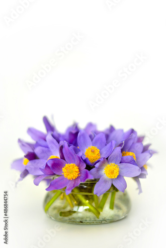 Bouquet of purple spring flowers in a vase on white background  snowdrops violet blue bells flowers