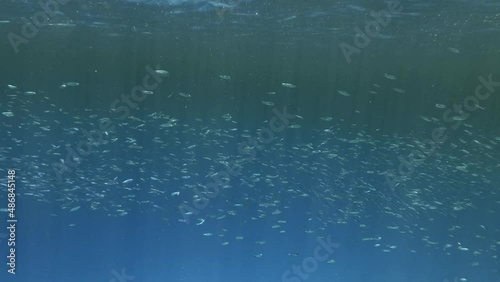 Visually distinguishable plankton-rich water layer (rarely seen phenomenon). Tropical fishes of various species eats in the surface water rich in plankton. photo