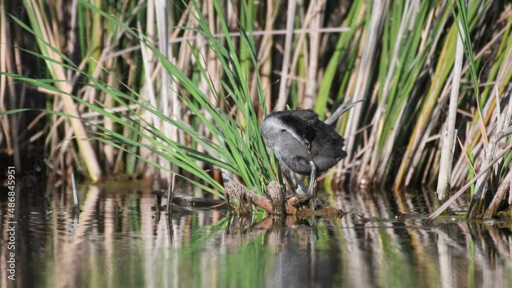 Eurasian Coot Fulica atra. A bird cleans its feathers. Eurasian Coot Fulica atra. A bird cleans its feathers.