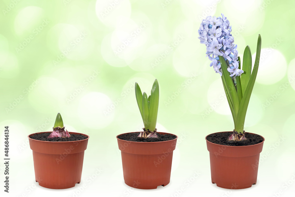 purple hyacinth grows in a pot purple hyacinth grows in a pot