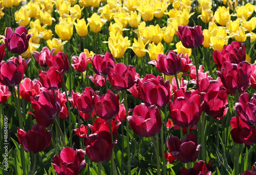 flower bed of colorful tulips