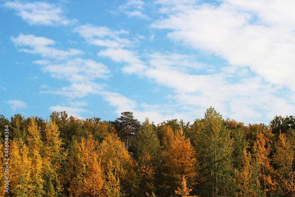 autumn trees against the blue sky
