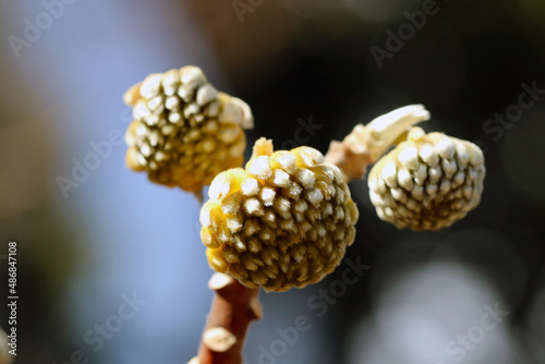 “Oriental Paper-bush (Mitsumata)” is a material for Japanese paper. Dense hair growth winter bud photograph. 樹皮が和紙の原料となる植物、ミツマタの産毛をまとった花の冬芽のマクロ接写写真。
