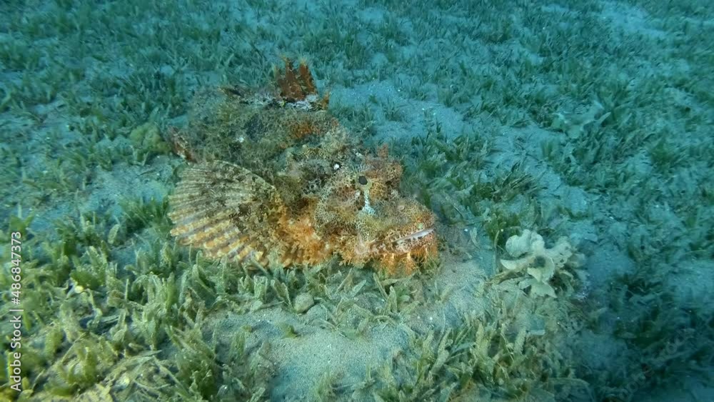 Scorpion fish slowly swimming above sandy bottom covered with green seagrass. Bearded Scorpionfish (Scorpaenopsis barbata) Scorpion fish slowly swimming above sandy bottom covered with green seagrass. Bearded Scorpionfish (Scorpaenopsis barbata)