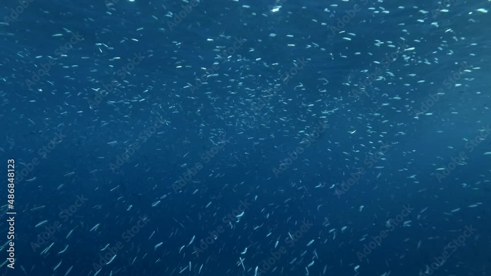 Shoal of Blue sprat, Delicate round herring or blueback sprat (Spratelloides delicatulus). Massive school of small fish swims in the blue water 