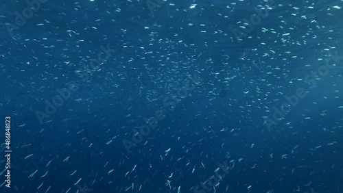 Shoal of Blue sprat, Delicate round herring or blueback sprat (Spratelloides delicatulus). Massive school of small fish swims in the blue water  photo