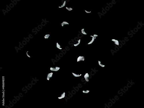 Abstract Down Feathers. White Bird Feathers Falling in The Air. Swan Feather on Black Background. © Siwakorn1933