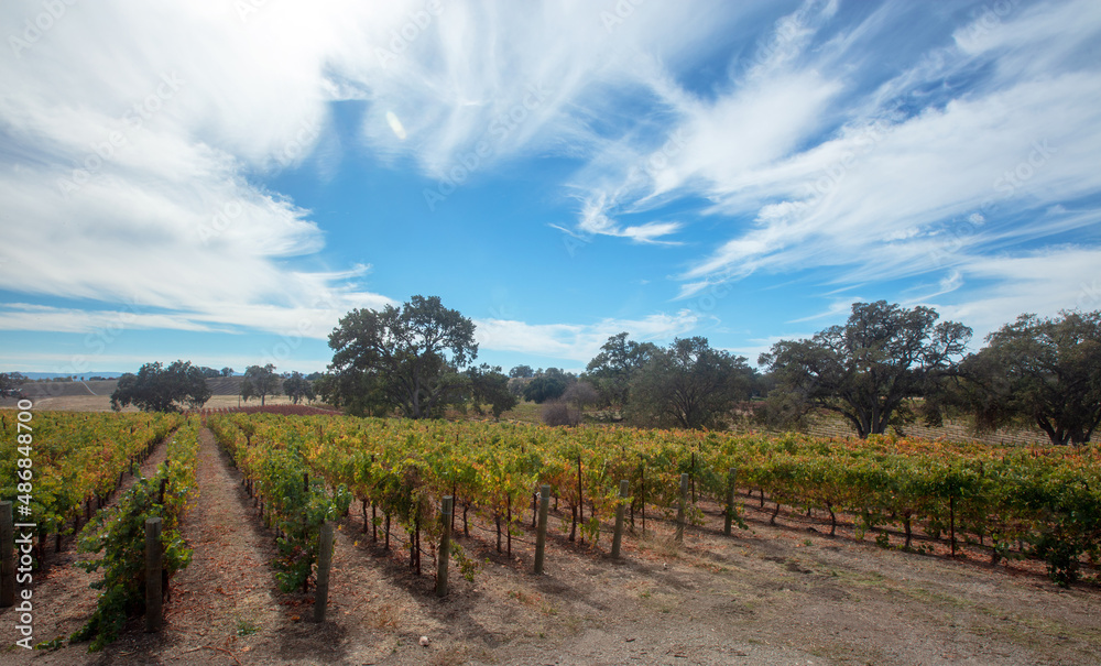 Obraz premium Winery vineyard under blue sky cumulus clouds