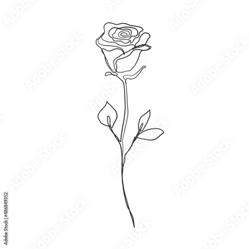 red rose isolated on white