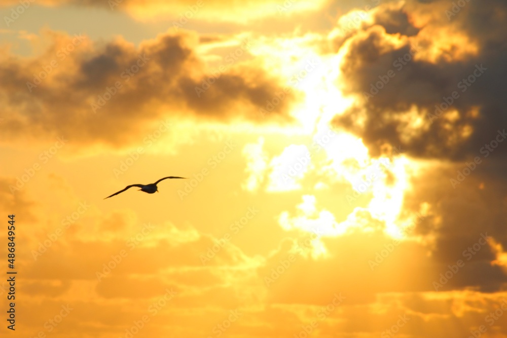 Obraz premium sunset in the clouds with a bird