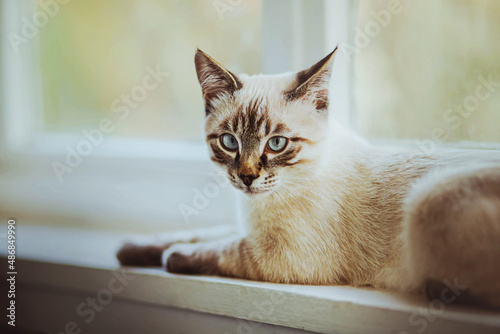 Wallpaper Mural Cute domestic beautiful kitten is lying on the white wooden windowsill of the house near the window on a cloudy summer day. A pet. Torontodigital.ca