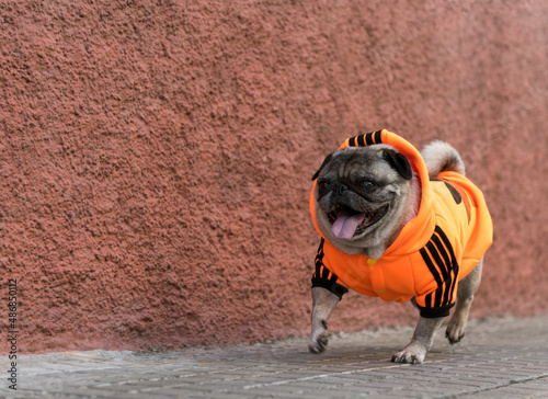 Small dog with tongue out dressed in orange sweatshirt walks down sidewalk
