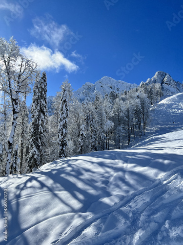 snow covered trees in tha ski resort © Aleksandra