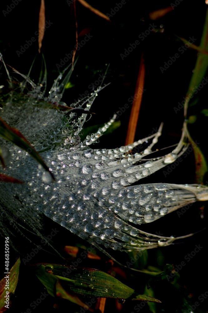 Obraz premium White feather in dark background 