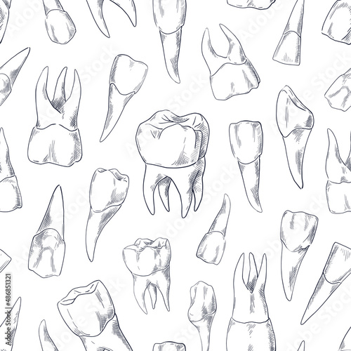 Teeth sketch pattern. Seamless print of hand drawn human tooth collection. Dentist vintage graphic. Fangs and molars. Dental oral care. Incisors or premolars drawing. Vector texture