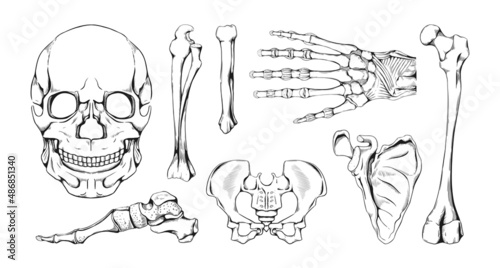 Hand drawn bones. Human skeleton anatomy parts and joints sketch. Femur and scapula. Arm or leg with fingers phalanx. Skull and hand wrist. Medicine science. Vector pencil draw set
